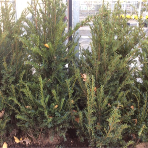 Taxus baccata kopen Kalmthout